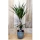 Potted Flowers and Plants