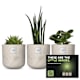 Plants