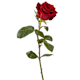 Fleurs à moins de 30 CHF