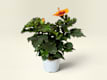 Plants
