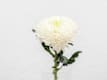Chrysanthemum