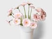 Schnittblumen