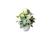 Cut Flowers