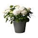 Single Flowers