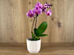 Potted Plants