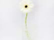 Schnittblumen