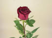 Saisonales & Schnittblumen
