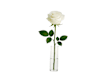 Single Flowers