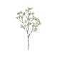 Schnittblumen – Limonium