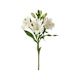 Schnittblumen – Alstroemerien