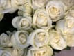 single flowers