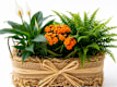 Terrarios, Bonsais, Composiciones de plantas