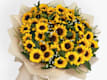 Girasoli