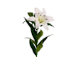 Fiori