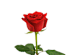 Bouquet di Rose