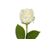 Fiori