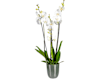 Orchidee & Piante da Fiori