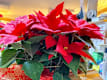 Natale