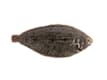 Pesce Fresco