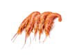 Crostacei