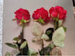 Tris di Rose