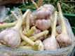 Ortofrutta Cannatà e contadini piemontesi
