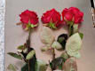 Tris Di Rose