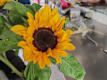 Girasoli