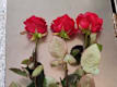 Tris di Rose