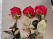 Tris di Rose