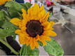 Altri Fiori