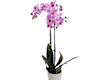 ORCHIDEE