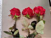Tris di Rose