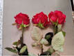 Tris di Rose