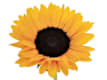 Girasoli