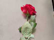 Rosa Singola