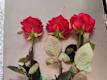 Tris di Rose