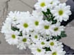 Altri Fiori