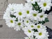 Altri Fiori