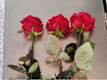 Tris di Rose
