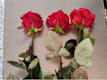 Tris di Rose