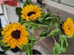 Altri Fiori