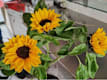 Altri Fiori
