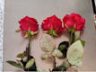 Tris di Rose