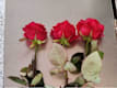 Tris di Rose