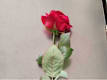 Rose Singole