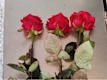 Tris di Rose