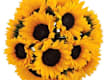 Girasoli