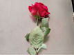Rosa Singola