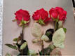 Tris di Rose